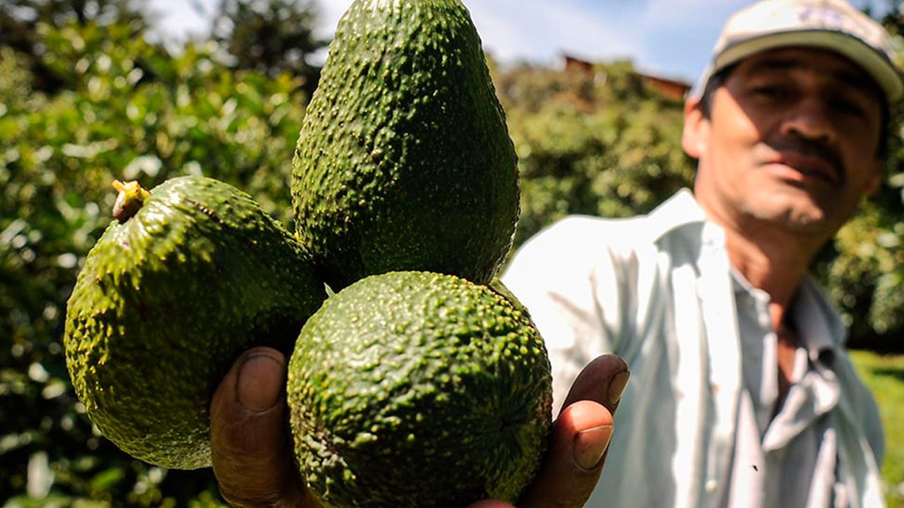 Aguacate Hass colombiano es apetecido en Estados Unidos
