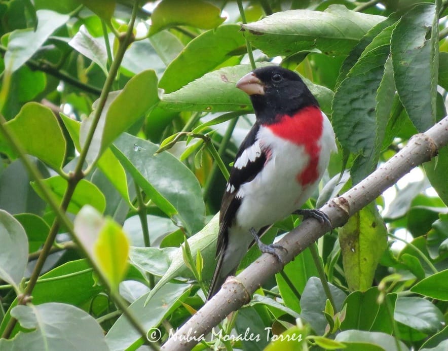 Sin visa ni pasaporte: más de 200 especies de aves eligen a Colombia como su refugio