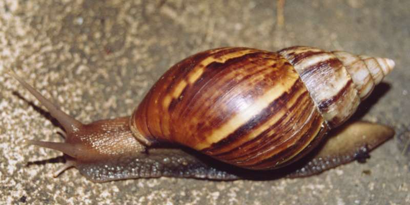 San Gil enfrenta plaga masiva de caracol africano