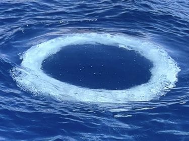 ¿Están las ballenas tratando de comunicarse con nosotros? Misteriosos anillos de burbujas desconciertan a la ciencia