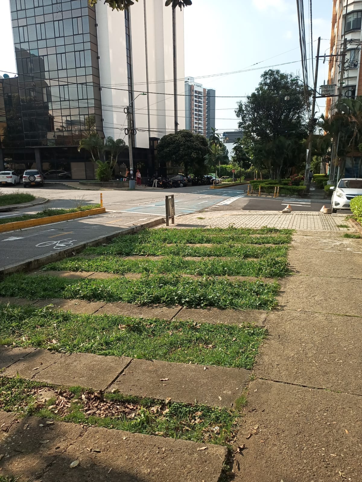 ¿Dónde están los árboles, Bucaramanga?