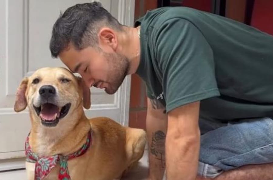 'Pachito', el peludito que fue enterrado vivo en Floridablanca, está en un hogar de paso y busca quien lo adopte