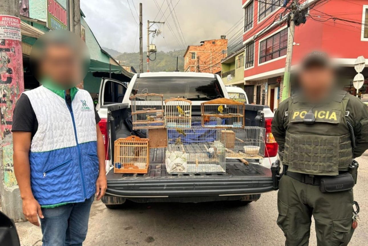 Rescatan cinco aves silvestres cautivas en una vivienda de Bucaramanga