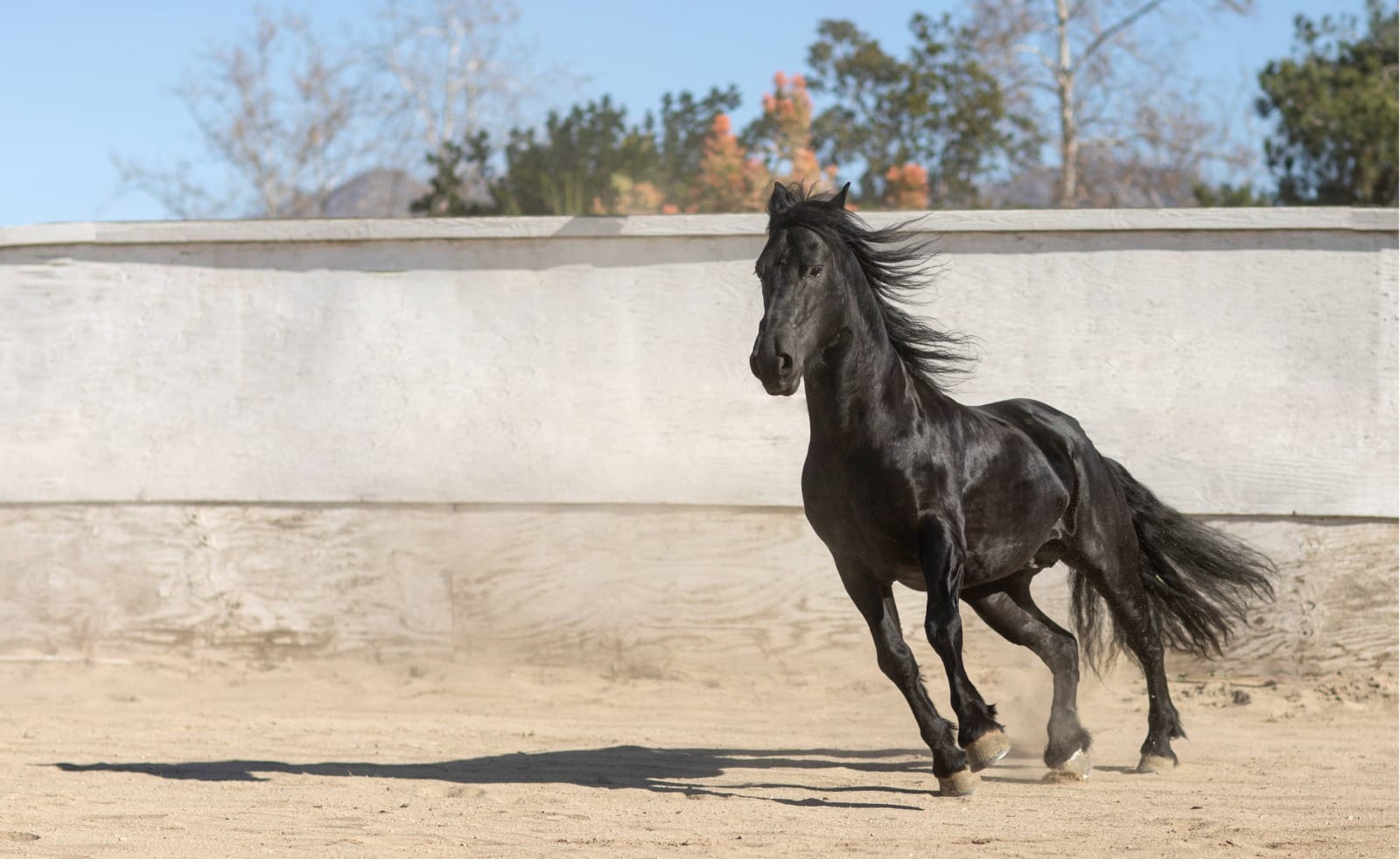 La deshidratación amenaza el rendimiento de los caballos de exposición en Colombia