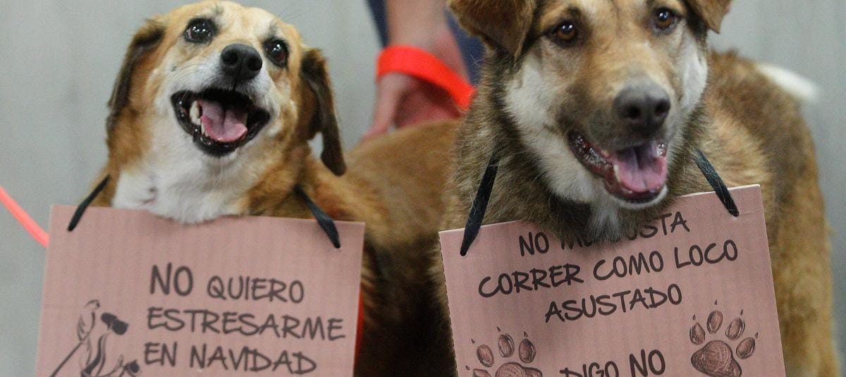 Protección animal en diciembre: el reto silencioso de las celebraciones