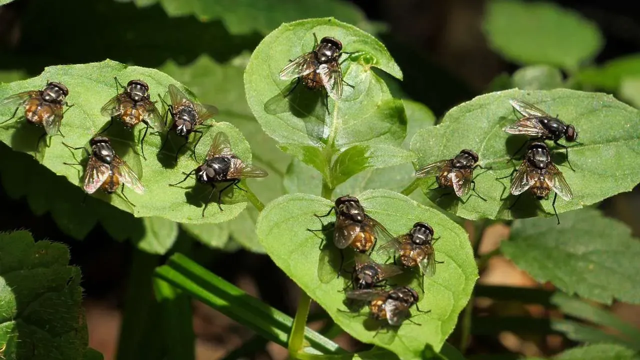 Comunidad de Los Santos y autoridades no lograron acuerdo por crisis de moscas