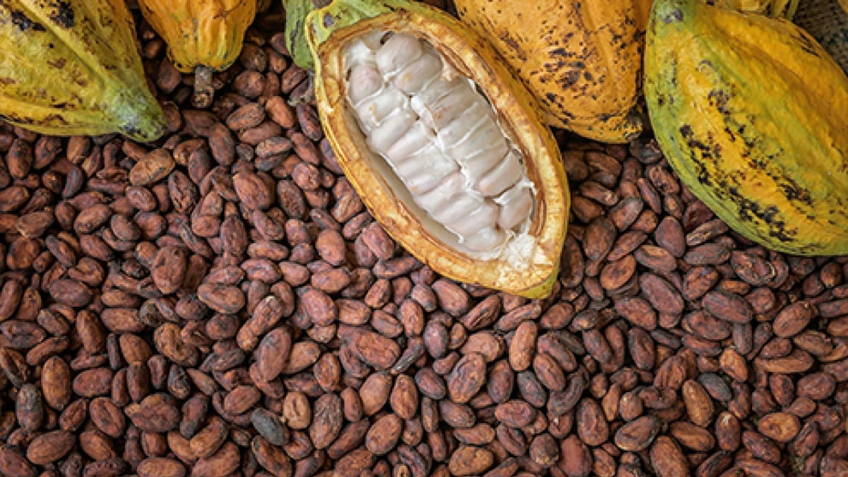 Si quieren cacao el mejor es el santandereano convertido en emblema del comercio exterior