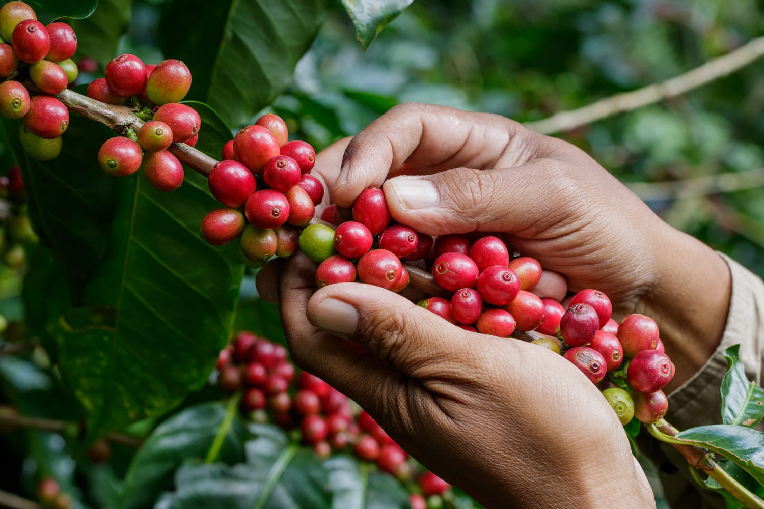 Bucaramanga se medirá ante el mundo con su café