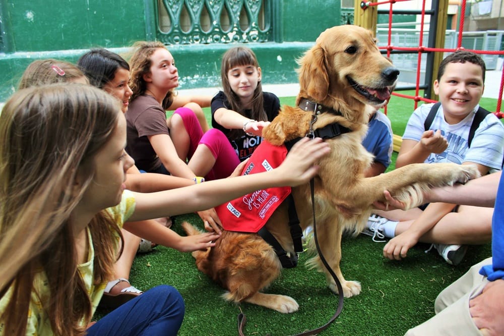 Colegios en Colombia implementarán cátedra obligatoria de protección animal y biodiversidad