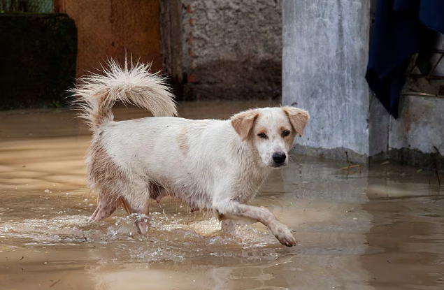 Todos sufren con la temporada invernal en Córdoba: reportan más de 5 mil animales afectados
