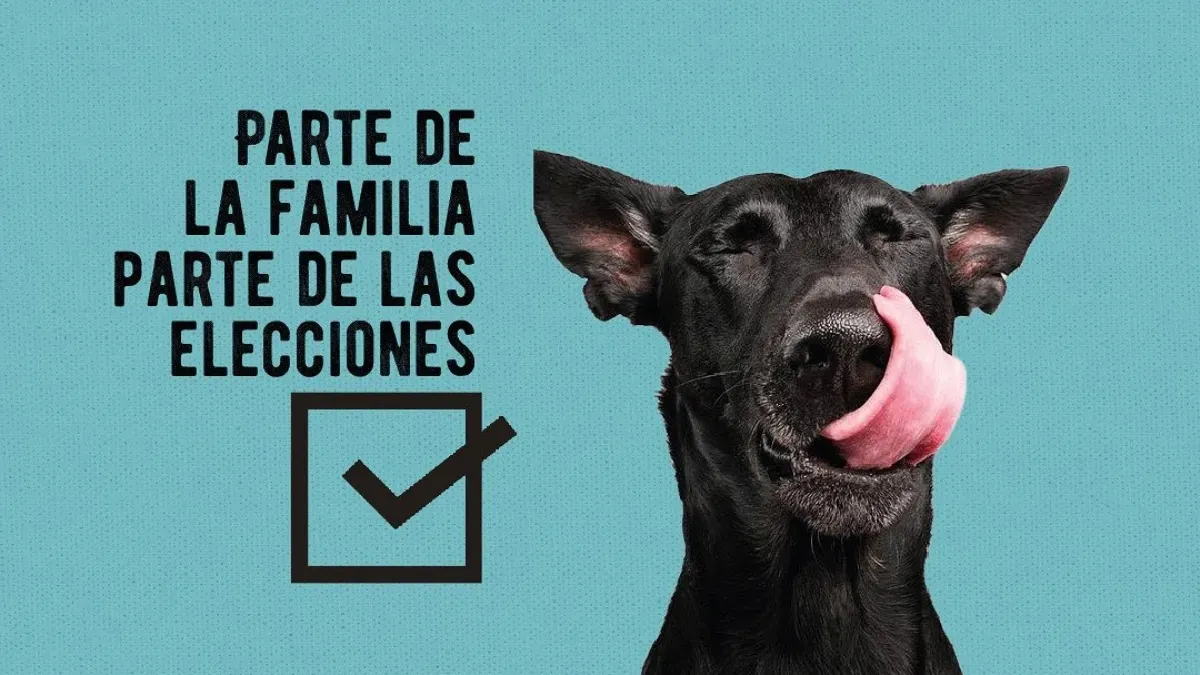 Iniciativa ciudadana busca que candidaturas de 2026 asuman compromisos públicos en protección animal