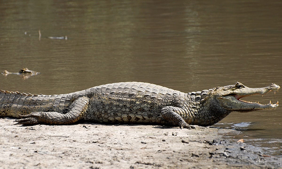 Alarma en Barrancabermeja por presencia de babillas adultas fuera de su hábitat