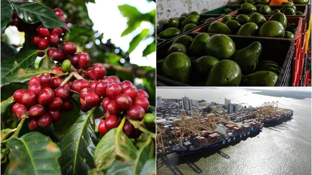 Repunte económico de Santander con crecimiento de  exportación de café y cacao