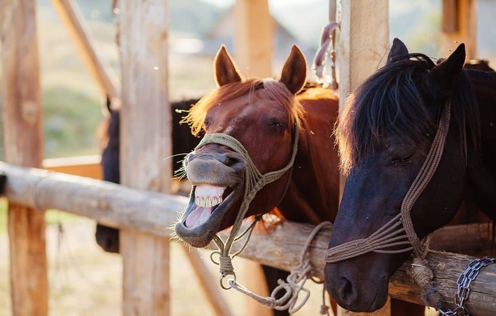 Silbar y cantar a la vez si se puede… pregúntele a los caballos