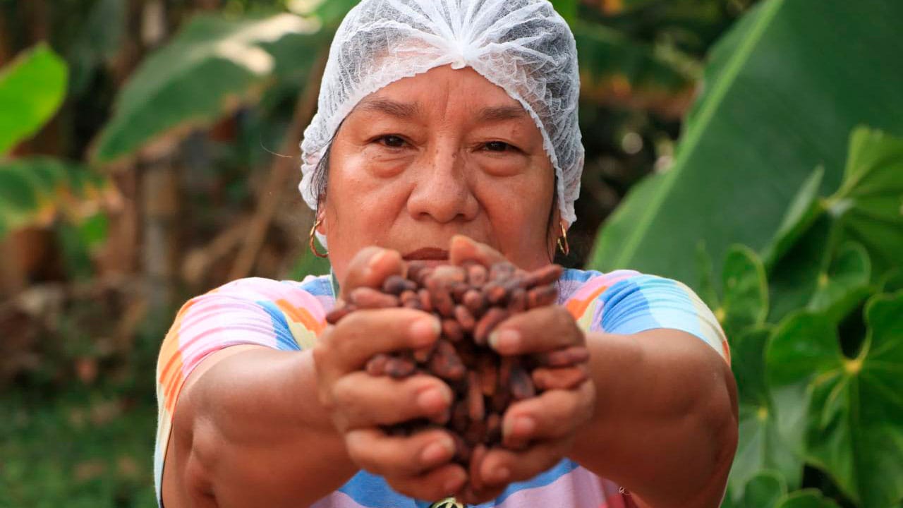 Recuperación del mercado mundial del cacao general preocupación en Santander