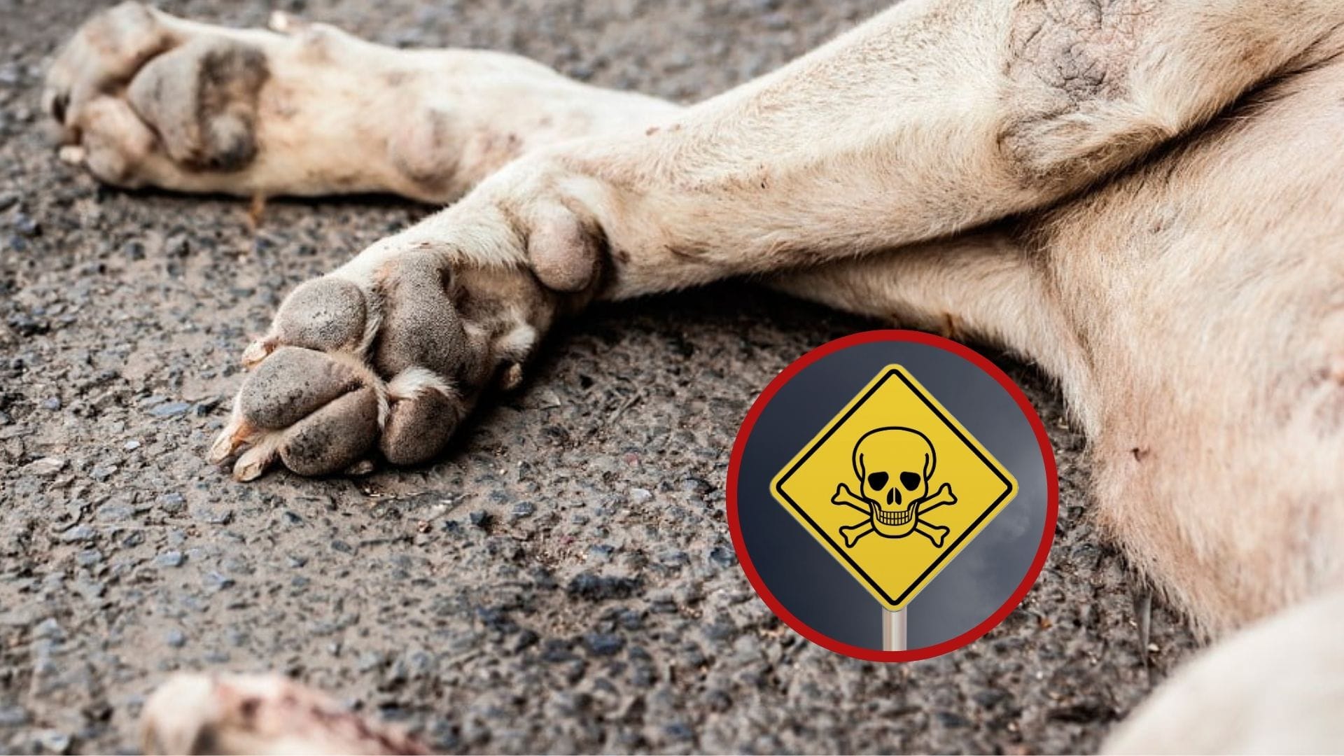 Denuncian envenenamiento masivo de mascotas en Floridablanca