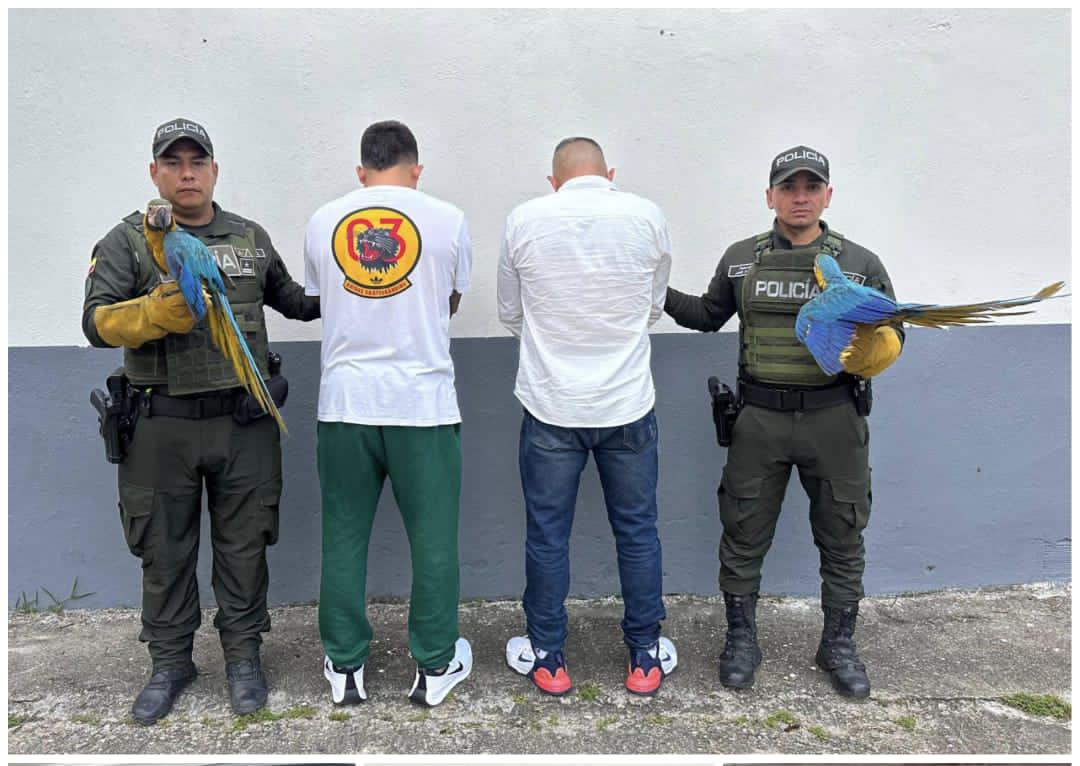 Rescate de guacamayas deja dos capturados en Bucaramanga