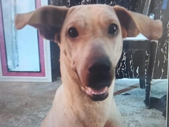 Exigen justicia para Kira, la perrita asesinada en el norte de Bucaramanga