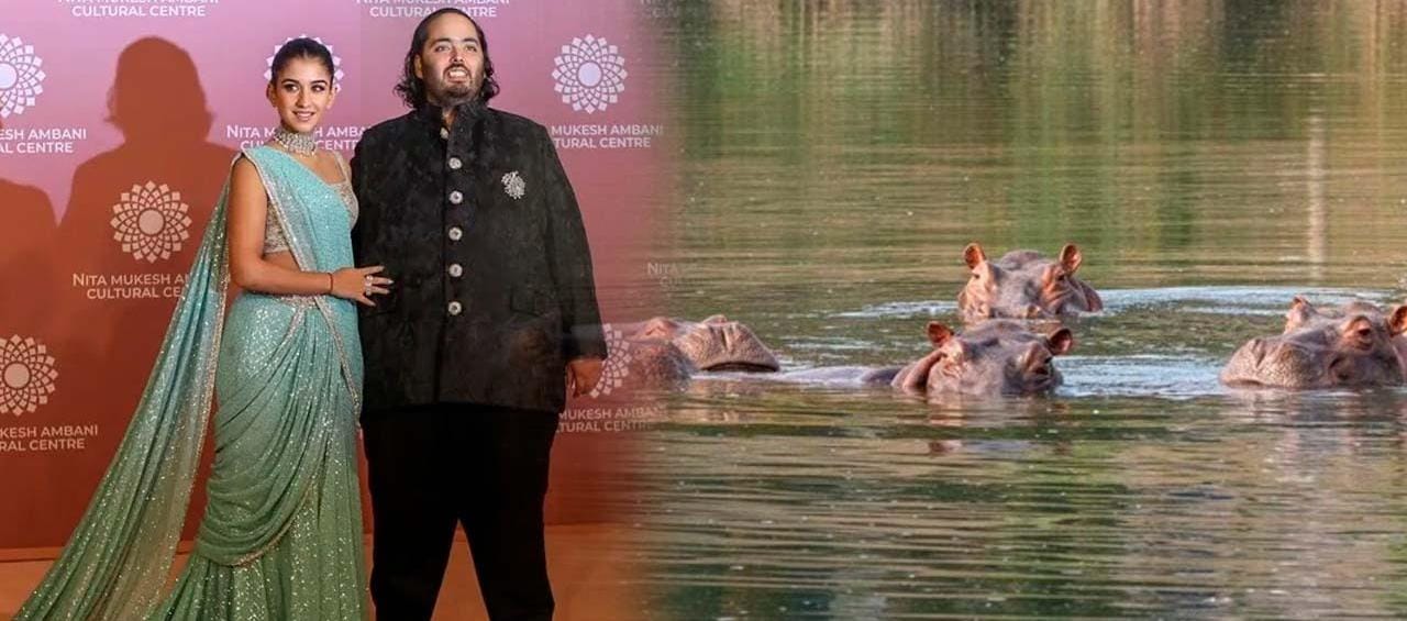 Multimillonario propone trasladar hipopótamos de Colombia a India para evitar eutanasia