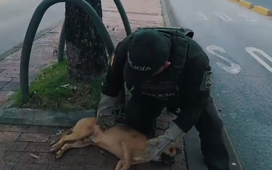 Otro caso de maltrato animal tras atropello a un canino que no fue auxiliado en Bucaramanga