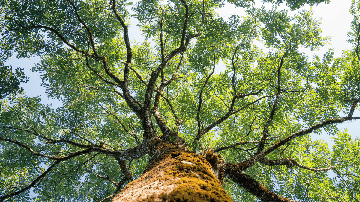 Día cívico por la naturaleza: sector público suspende actividades y privados cuestionan impacto en la productividad