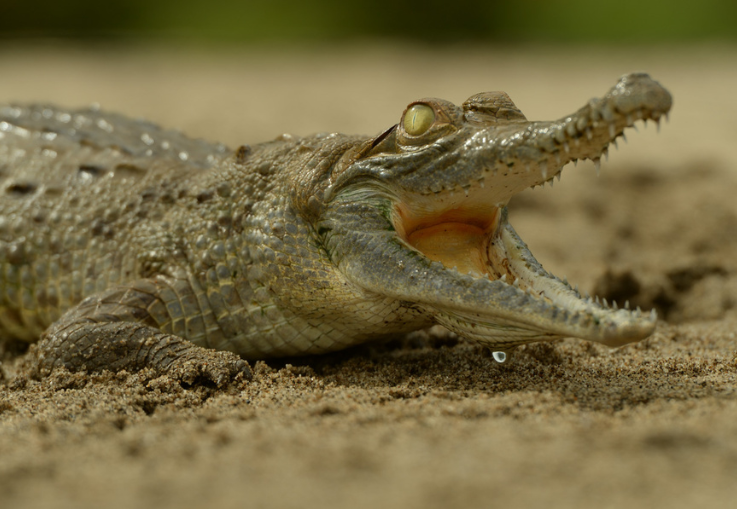 Mas de 200 caimanes se están muriendo de hambre en Colombia. Lanzan alerta