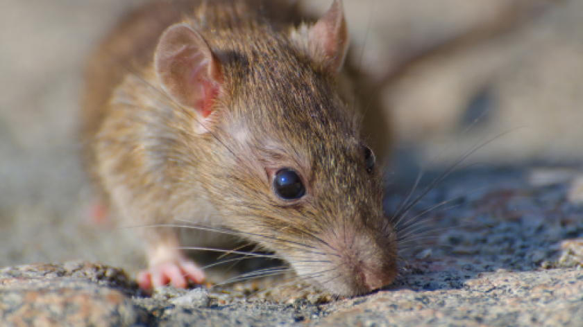 Alerta por hantavirus: vigilan llegada de variante letal a Colombia