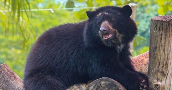 Avistamiento de oso de anteojos genera alerta en Santander