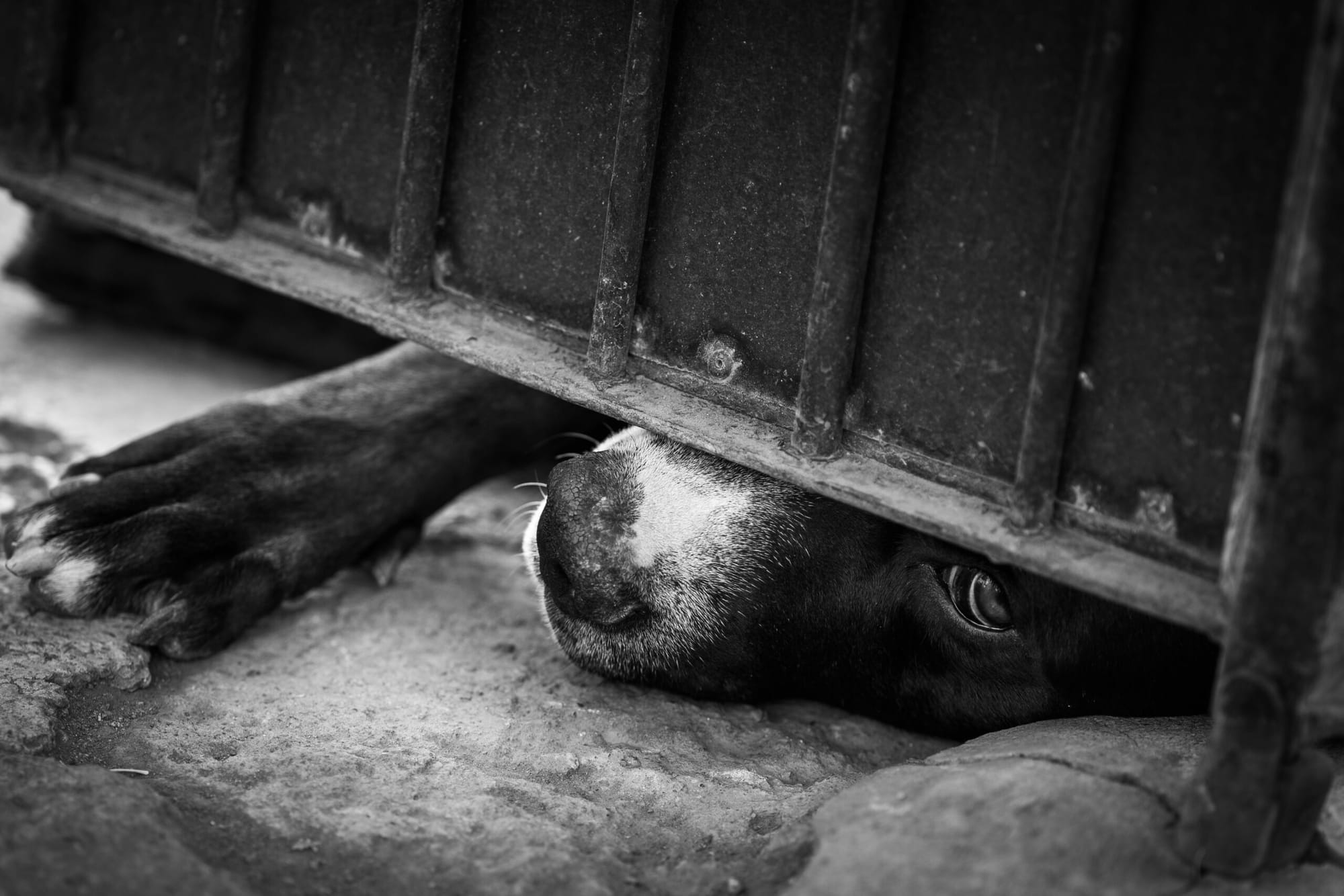 La cárcel para los violadores de animales es ley en Colombia