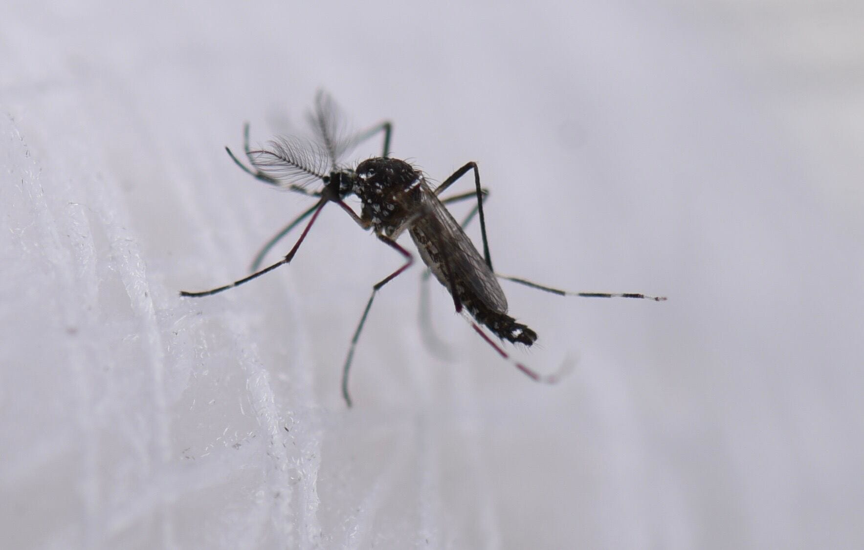 El dengue no da tregua en Santander y contagios crecen