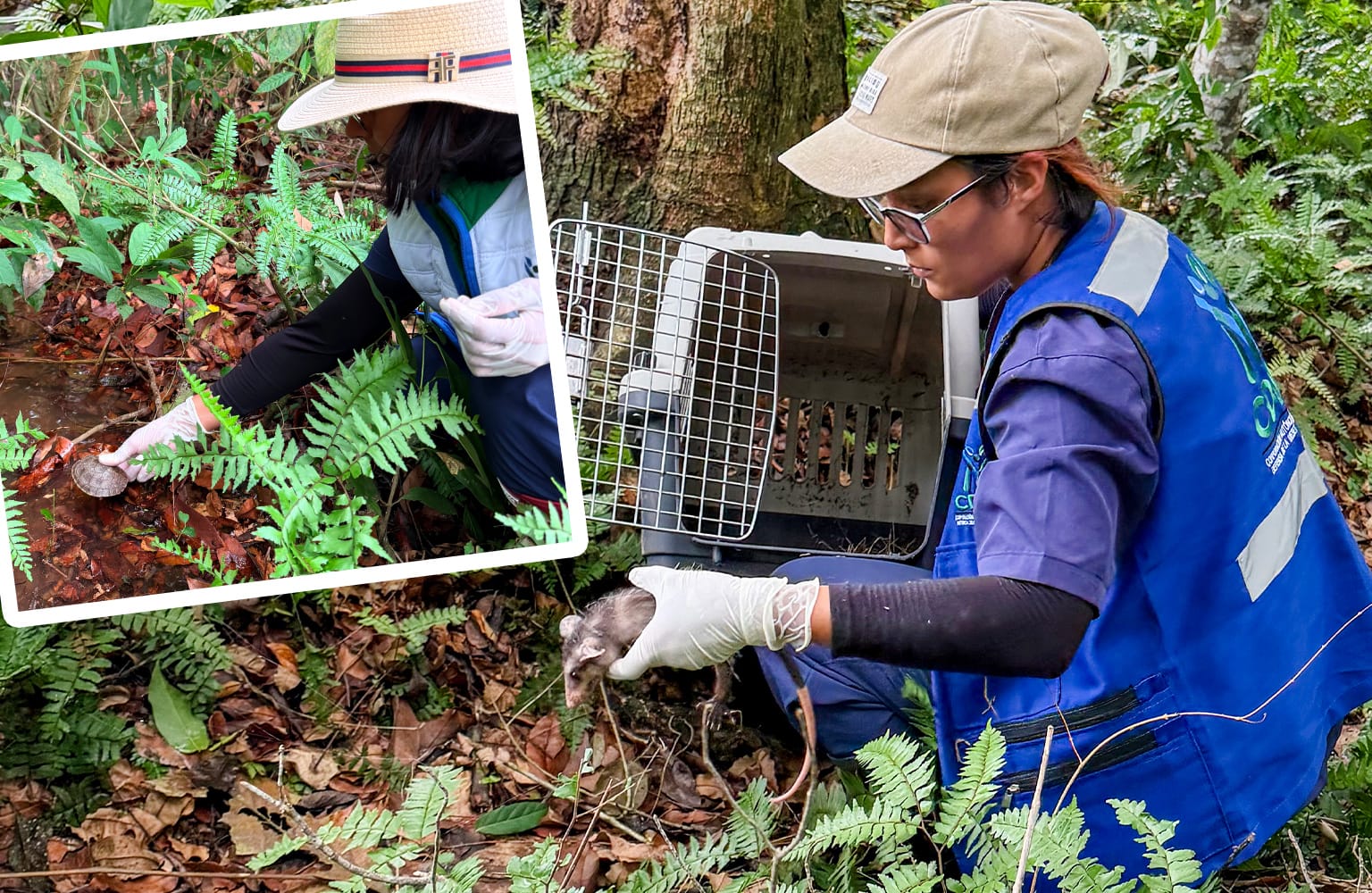 Más de 120 animales silvestres regresaron a su hábitat natural en Santander
