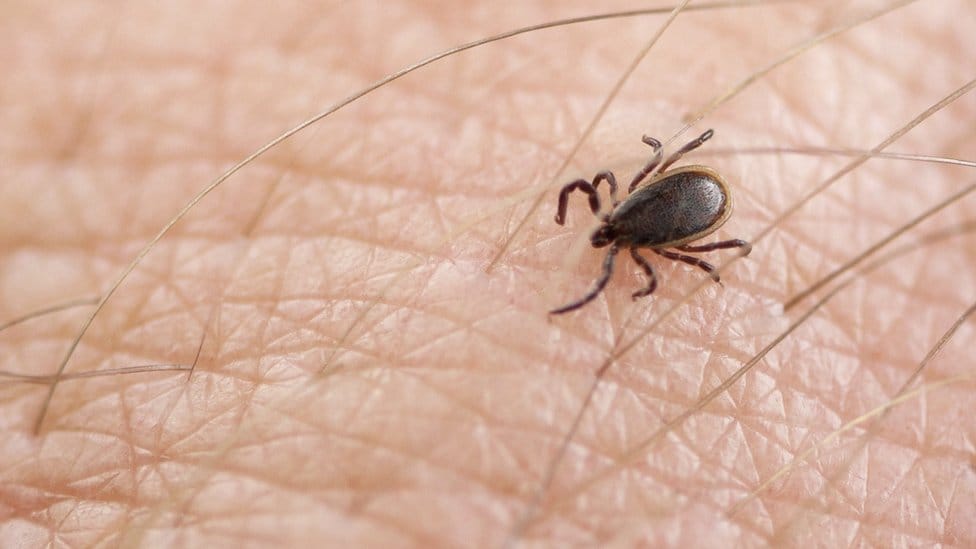 EE. UU. lanza plan nacional para frenar enfermedad de Lyme y otras afecciones transmitidas por garrapatas
