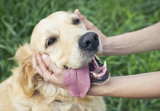 Mascotas conquistan los hogares colombianos, pero persisten alertas por mala nutrición