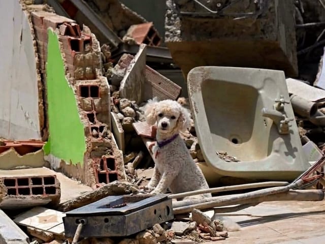 Entre ladridos y maullidos bajo los escombros: las mascotas, las otras víctimas silenciosas del terremoto en Venezuela