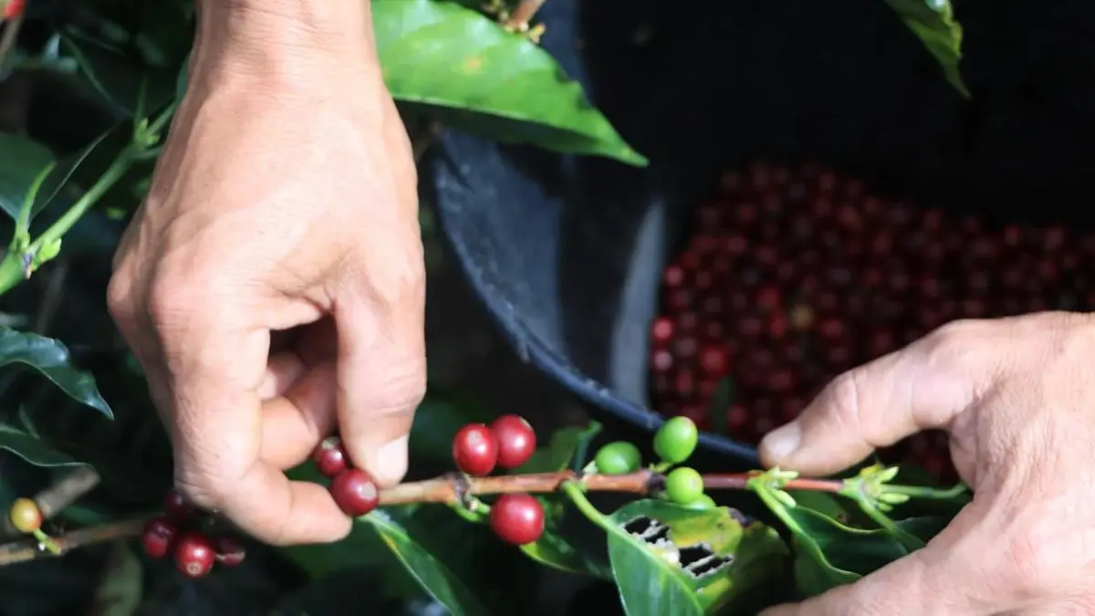 Posible fenómeno de El Niño amenaza la producción cafetera en Santander