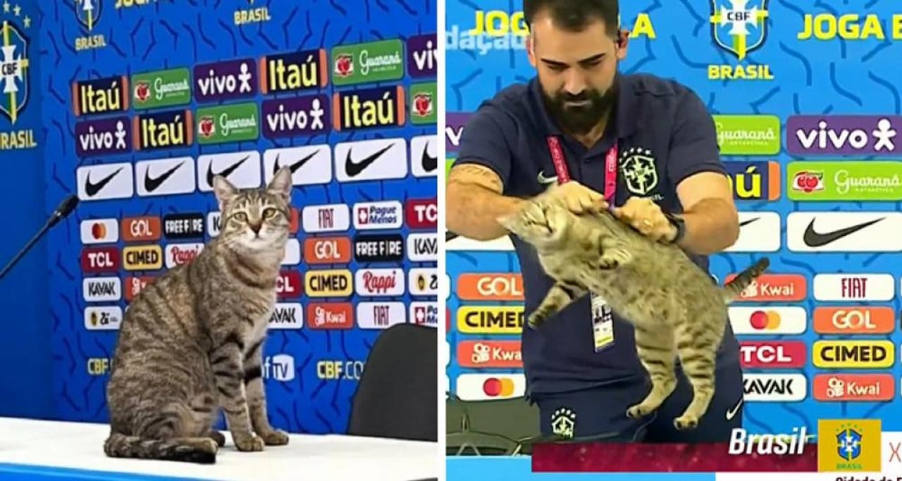¿La maldición del gato? La teoría que volvió a tomar fuerza tras la eliminación de Brasil