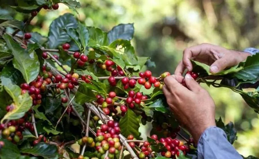 Caficultores de Bucaramanga rumbo hacia mercados internacionales