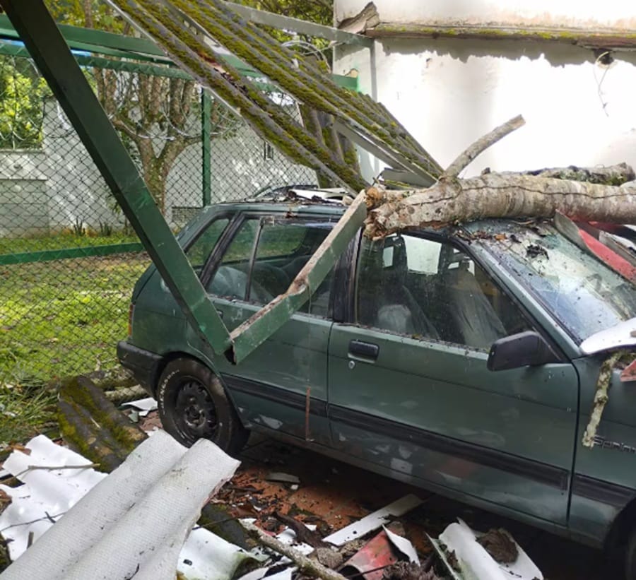 Derrumbe de bambúes y plantas ocasiona graves daños materiales