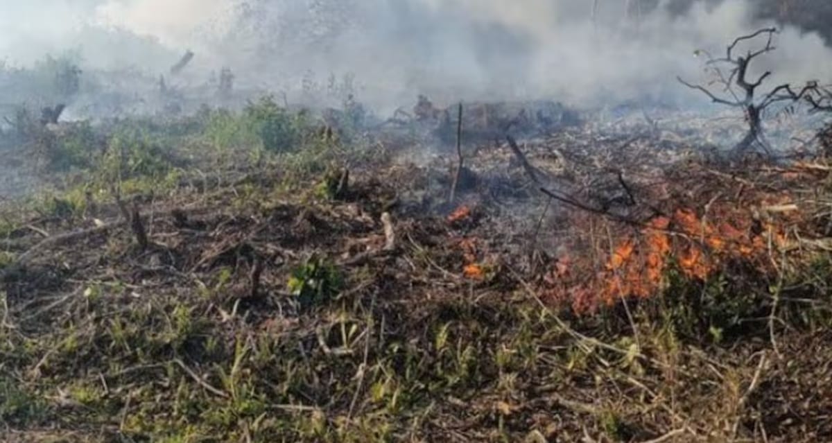 Incendios forestales son el riesgo mayor por El Niño