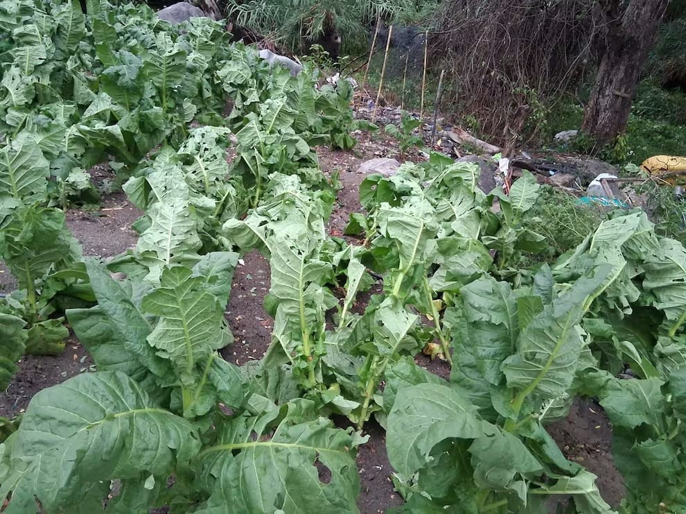 Alerta en Santander: transición al Fenómeno del Niño golpea el agro