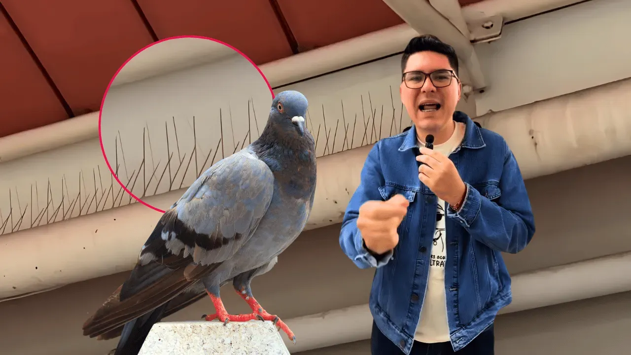 Denuncian presunto maltrato a palomas en centro comercial de Floridablanca