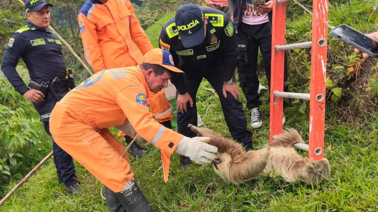 Rescate contrarreloj salvó a un oso perezoso atrapado en una red eléctrica en Santander