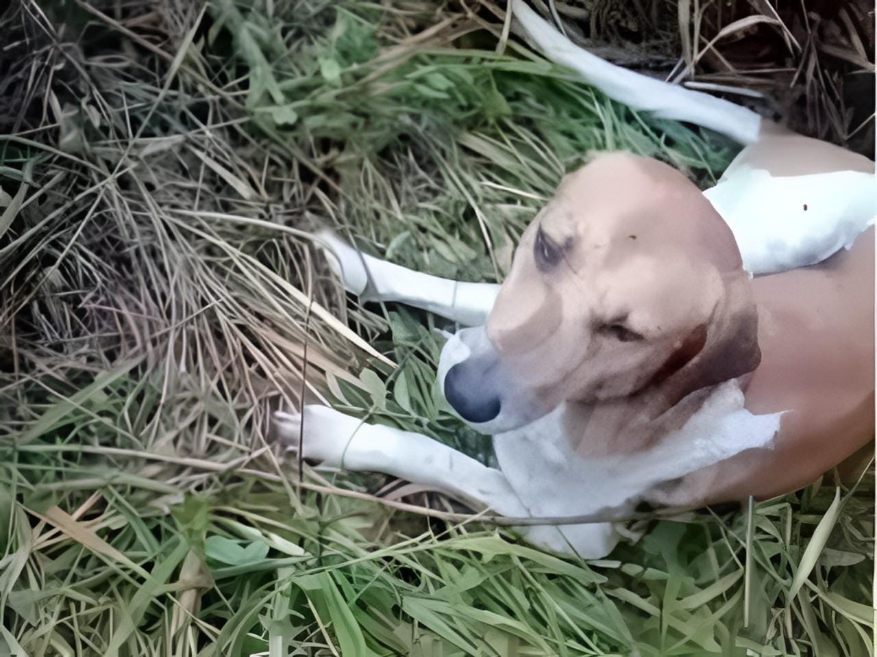 Indignación en Santander: rescatan a un perro que habría sido abandonado para morir amarrado con alambre en Curití
