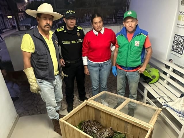 Rescatan a un tigrillo al borde de la muerte en Santander: la llamada de una comunidad evitó una tragedia
