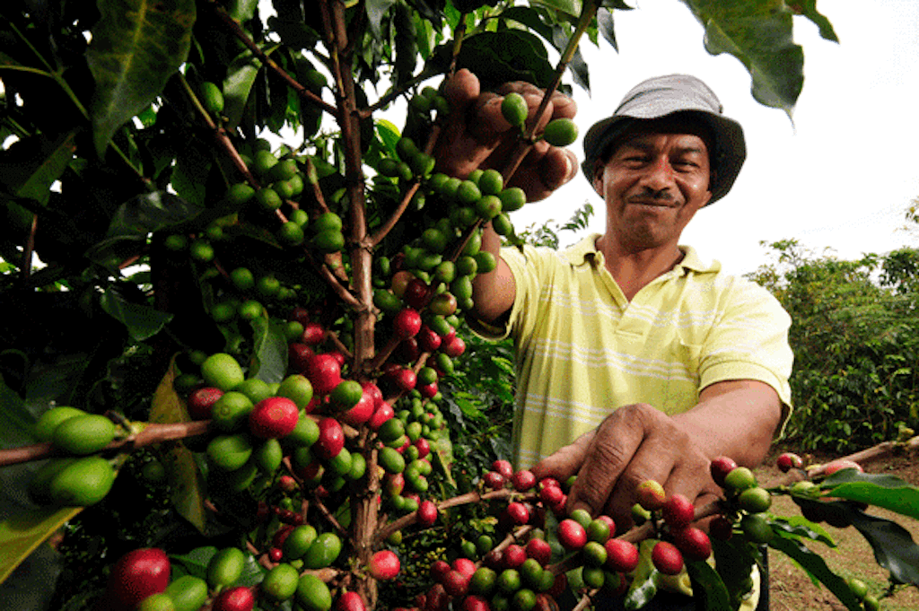 Café y cacao: Santander tiene la materia prima, el desafío es trabajar en la transformación