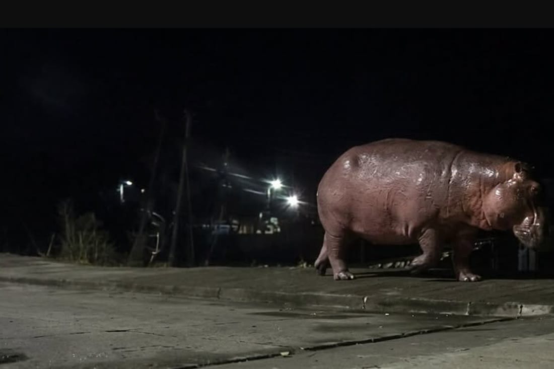 Hipopótamos siguen acercándose a las zonas urbanas en Barrancabermeja