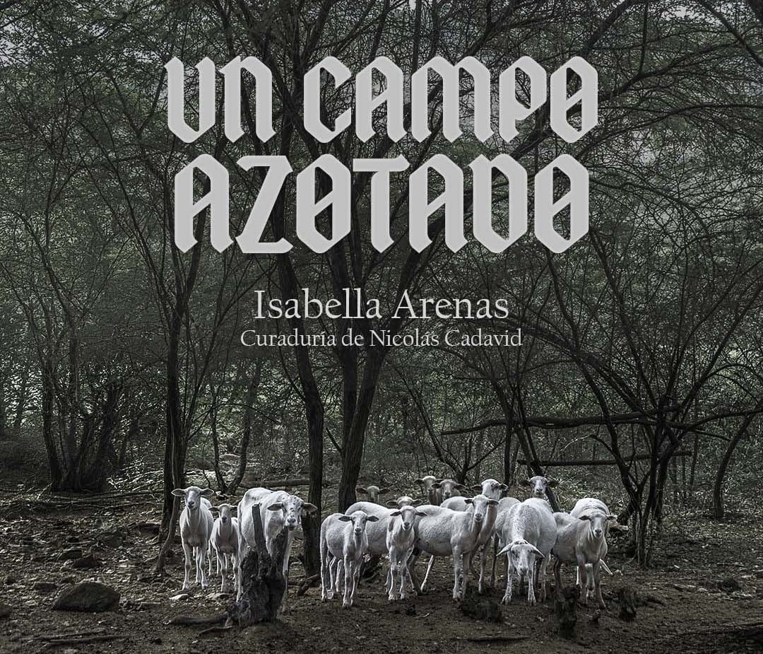 Exposición “Un campo azotado” de  Isabella Arenas en Salas Abiertas