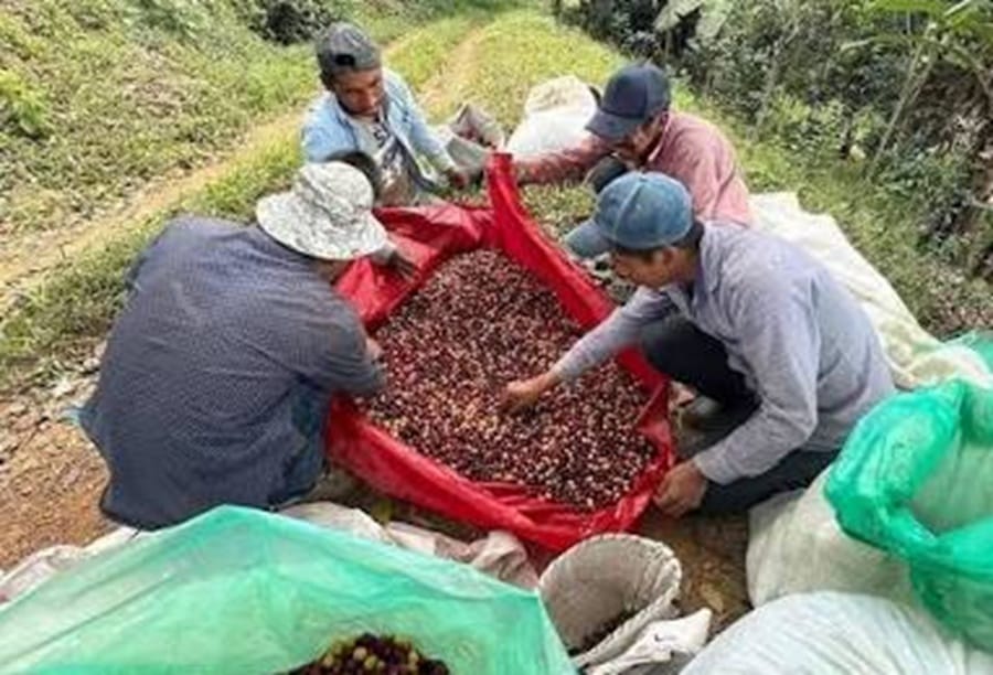 Curití pone el café santandereano en el mapa mundial tras exitosa participación en Austria