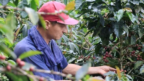 El fuerte verano golpea a cafeteros de Santander y activa medidas de alivio