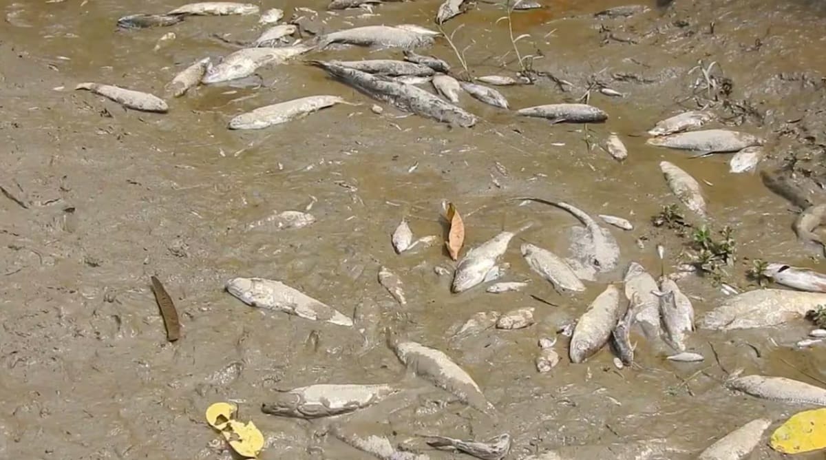 Verano evapora los espejos de agua en Barrancabermeja y provoca mortandad de peces